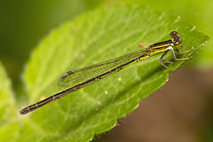 Agriocnemis rubricauda