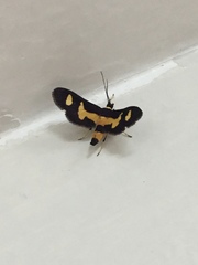 Salbia pepitalis