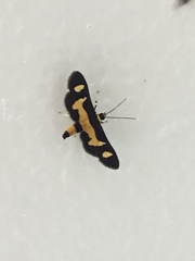Salbia pepitalis