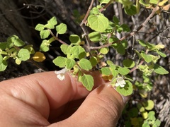 Clinopodium chandleri