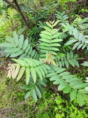 Pterocarya stenoptera