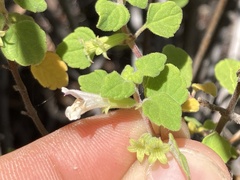 Clinopodium chandleri