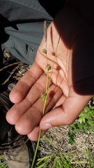 Carex serratodens
