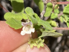 Clinopodium chandleri
