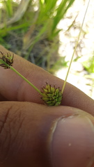 Carex serratodens