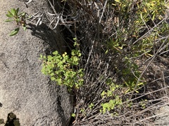 Clinopodium chandleri