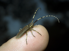 Agapanthia annularis