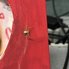 Misumessus dicaprioi