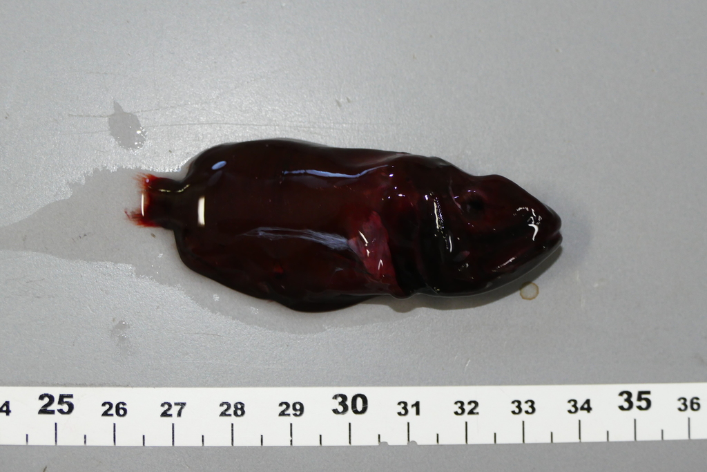 Redmouth Whalefish