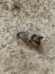 Ofatulena duodecemstriata