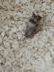 Ofatulena duodecemstriata