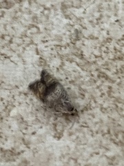 Ofatulena duodecemstriata