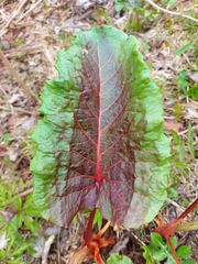 Rumex alpinus