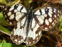 Melanargia ines