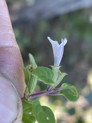 Clinopodium chandleri