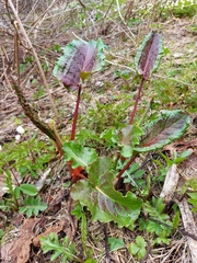Rumex alpinus