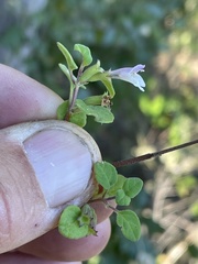 Clinopodium chandleri