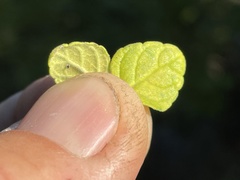 Clinopodium chandleri