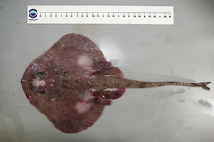 Rajella fyllae