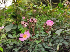 Rosa multiflora cathayensis