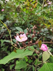 Rosa multiflora cathayensis