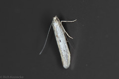 Haplochrois bipunctella