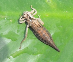 Arigomphus