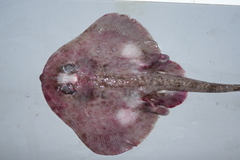 Rajella fyllae