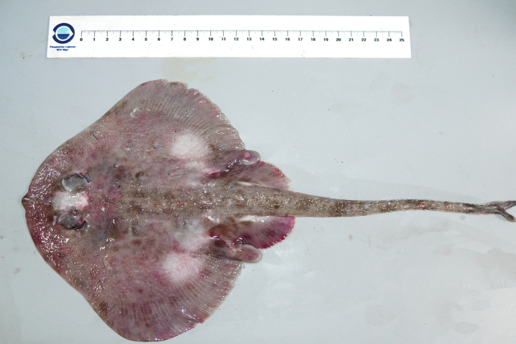 Round Skate