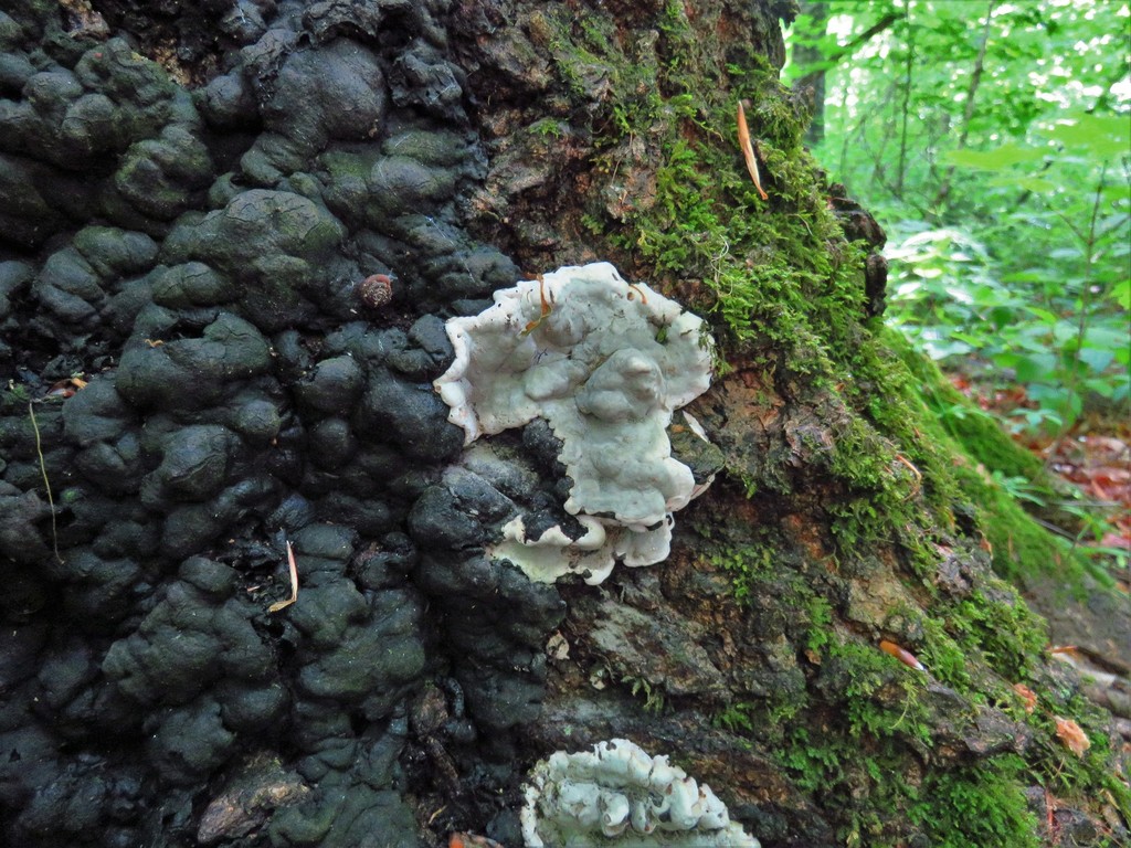 Brittle Cinder (Fungi of Central Texas) · iNaturalist
