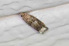 Epiblema abruptana