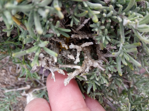 Image of Salvia jordanii by (c) Karim Haddad, some rights reserved (CC BY)