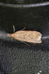 Dichomeris ventrellus