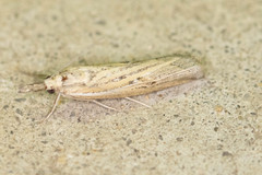Fissicrambus quadrinotellus
