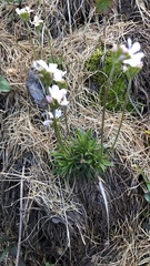 Androsace adfinis brigantiaca