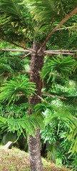 Araucariaceae