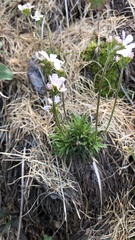 Androsace adfinis brigantiaca
