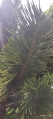 Araucariaceae