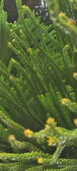 Araucariaceae