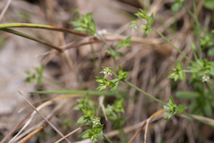 Arenaria leptoclados
