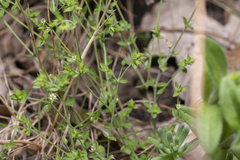 Arenaria leptoclados