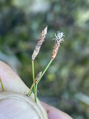 Eleocharis parishii