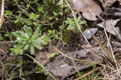 Arenaria leptoclados