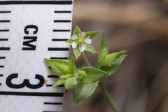 Arenaria leptoclados