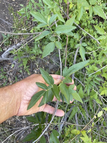 Western Virgin's Bower foliage