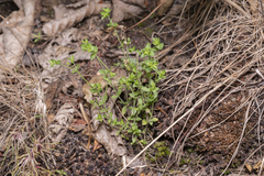 Arenaria leptoclados