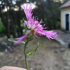 Centaurea diluta
