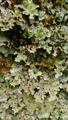 Podostictina pickeringii