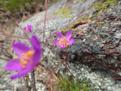 Phemeranthus calycinus