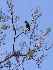Sturnus unicolor